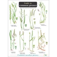 FSC Guide to Grasses