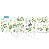 FSC Guide To Foraging The Top 25 Edible Plants