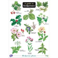 FSC Field Guide to Hedgerows