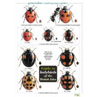 FSC Field Guide to Ladybirds of the British Isles