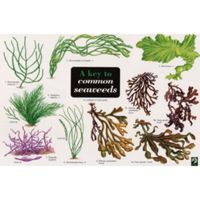 FSC Field Guide to Common Seaweeds