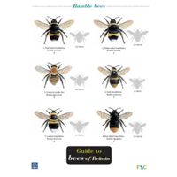 FSC Field Guide to Bees of Britain