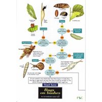 FSC Filed Guide to Bugs on Bushes