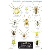 FSC Field Guide to House and Garden Spiders