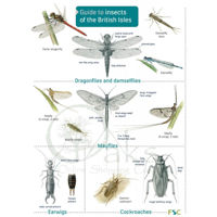 FSC Guide to Insects of the British Isles