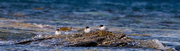 Bushcrafting on the Sea Shore  – A Weekenders Guide