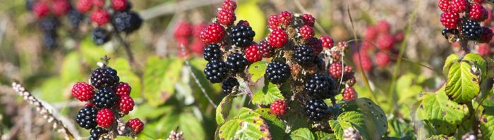 Brambles and Their Hidden Uses