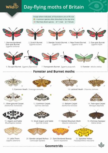 FSC Field Guide to Day-flying Moths
