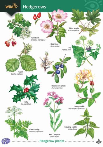 FSC Field Guide to Hedgerows