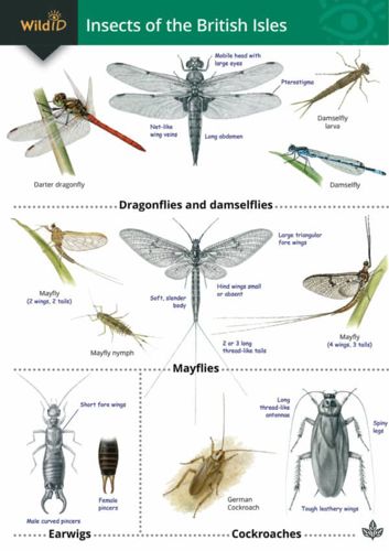 FSC Guide to Insects of the British Isles