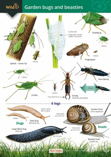 FSC Garden Bugs and Beasties
