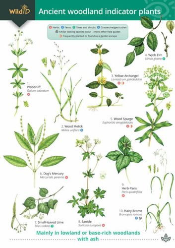 FSC Ancient Woodland Indicator Plants | ID Chart