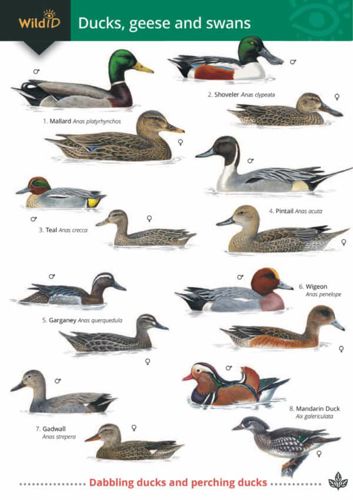 FSC Field Guide to Wetland Birds