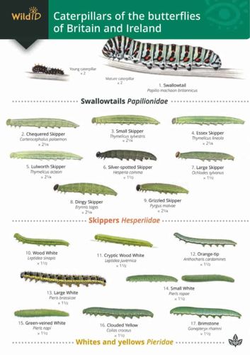 FSC Field Guide to Caterpillars of butterflies of Britain and Ireland