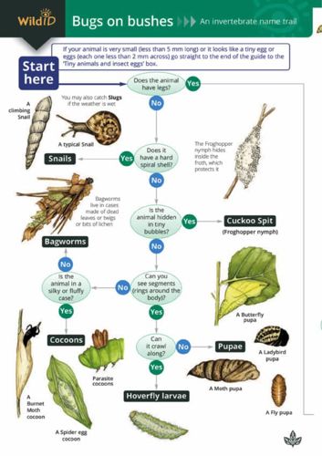 FSC Filed Guide to Bugs on Bushes