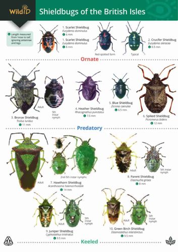 FSC Chart - Shieldbugs of the British Isles
