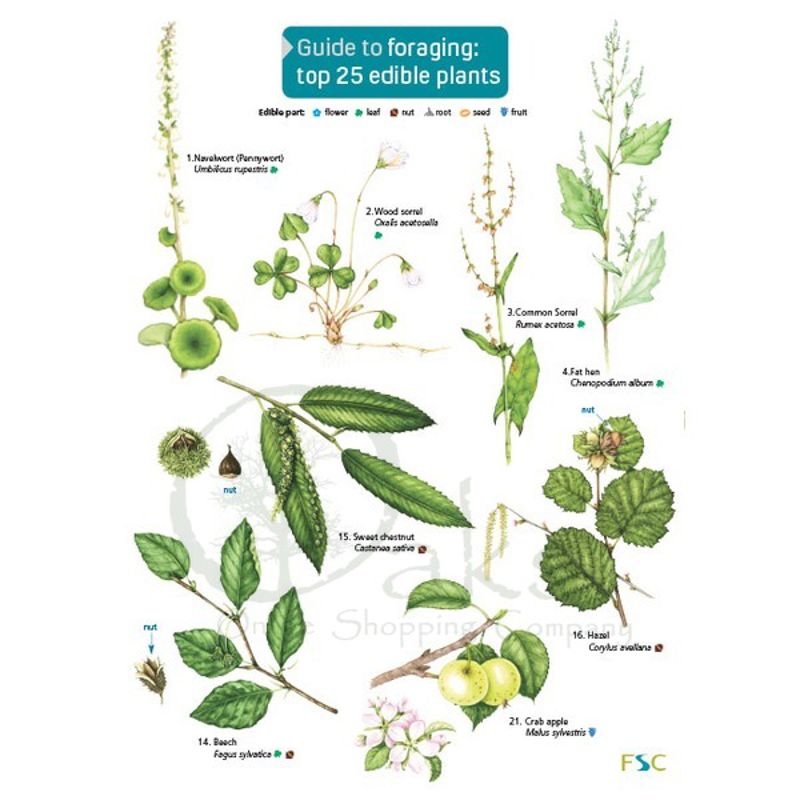 FSC Guide To Foraging The Top 25 Edible Plants
