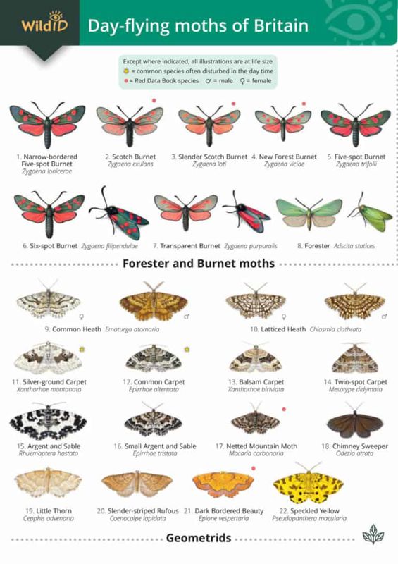 FSC Field Guide to Day-flying Moths