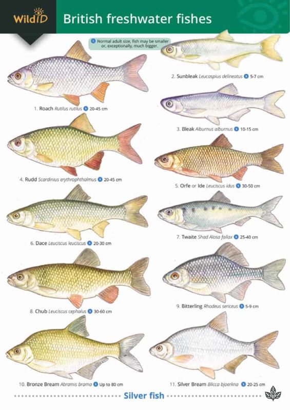 FSC Field Guide to British Freshwater Fish