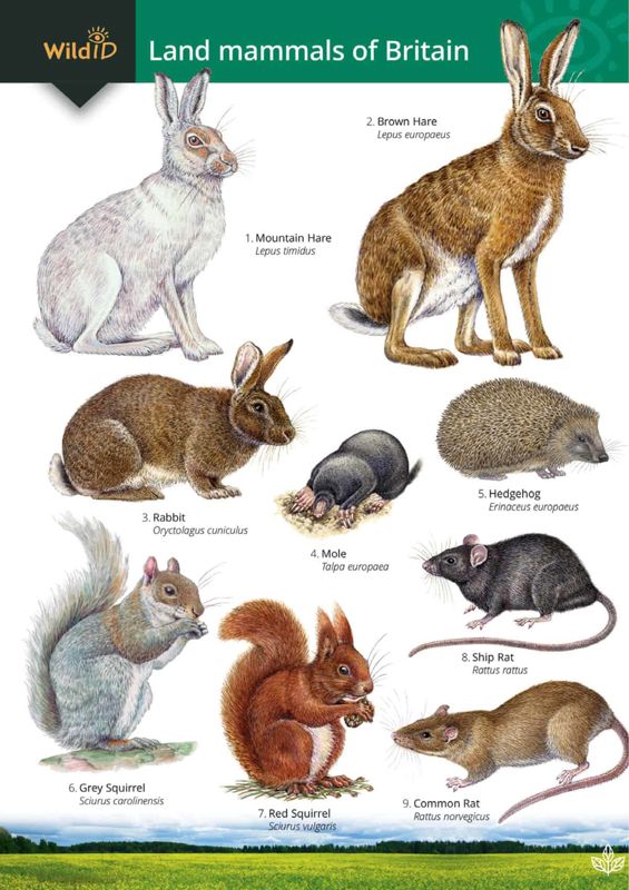 FSC Field Guide to Land Mammals