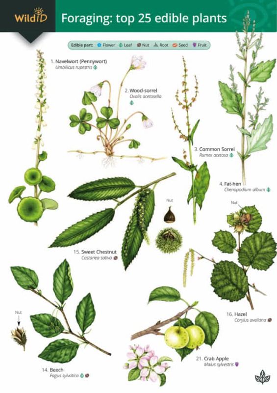 FSC Guide To Foraging The Top 25 Edible Plants