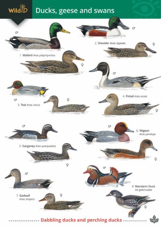 FSC Field Guide to Wetland Birds