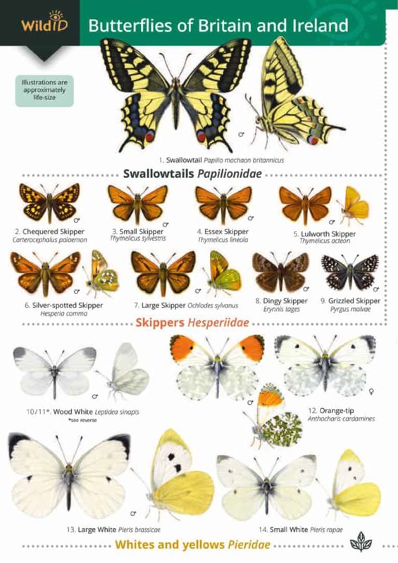 FSC Field Guide to Butterflies of Britain