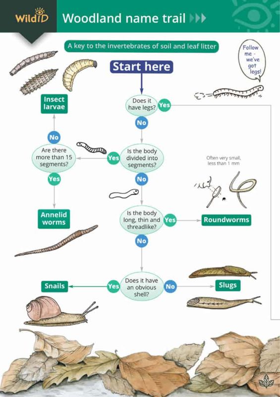 FSC Field Guide to Woodland Mini-beasts