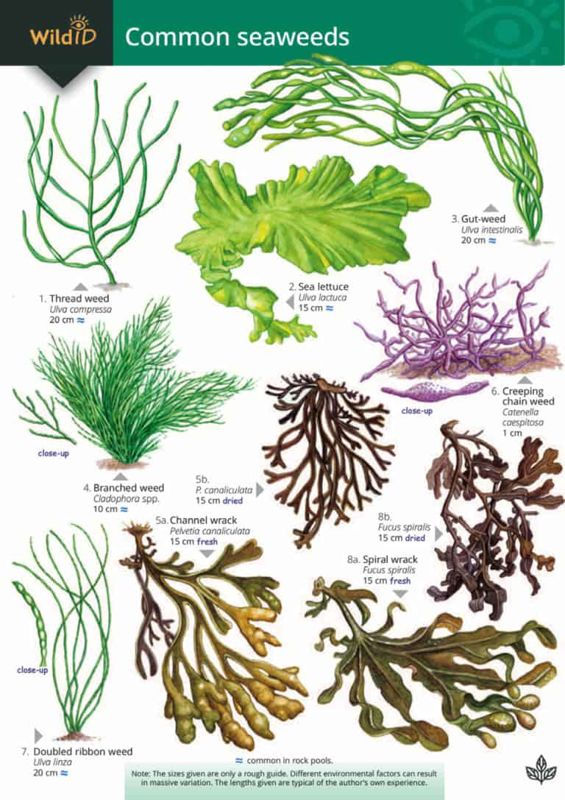 FSC Field Guide to Common Seaweeds