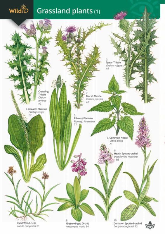 FSC Field Guide to Grassland Plants