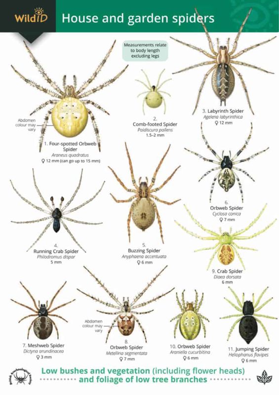FSC Field Guide to House and Garden Spiders