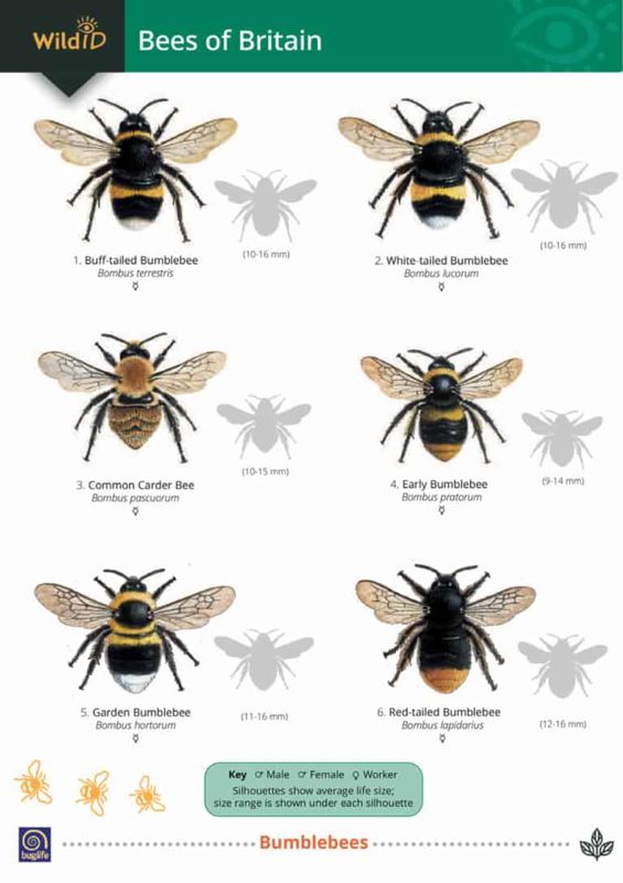 FSC Field Guide to Bees of Britain