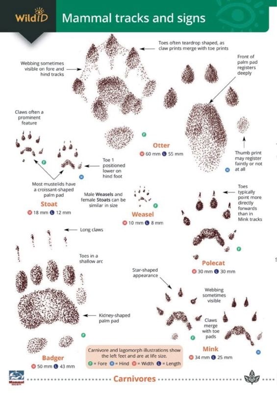 FSC guide to British mammal tracks and signs