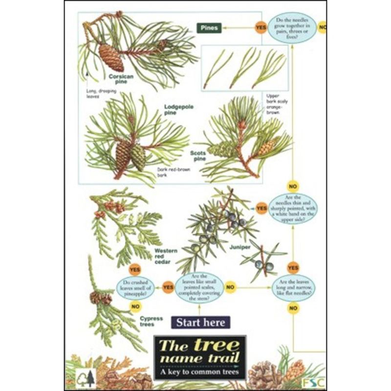 FSC Field Guide to Trees of Britain