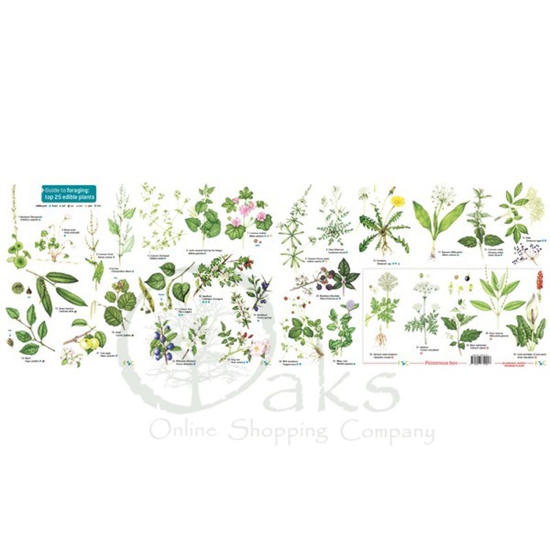 FSC Guide To Foraging The Top 25 Edible Plants
