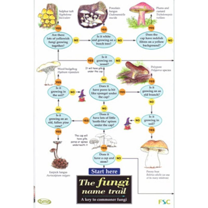 FSC Field Guide to fungi / mushrooms