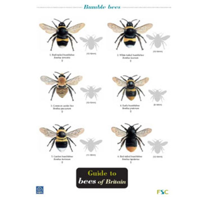 FSC Field Guide to Bees of Britain