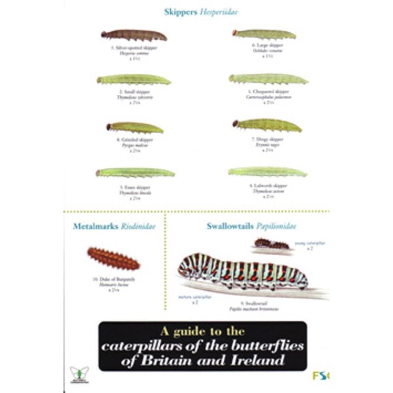 FSC Field Guide to Caterpillars of butterflies of Britain &amp; Ireland