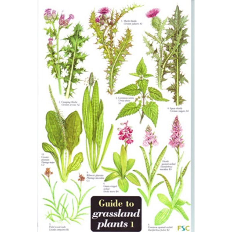FSC Field Guide to Grassland Plants