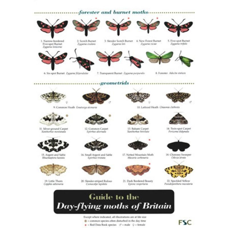 FSC Field Guide to Day-flying Moths