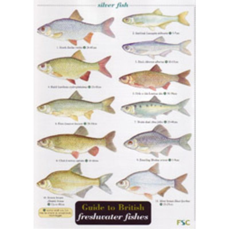 FSC Field Guide to British Freshwater Fish