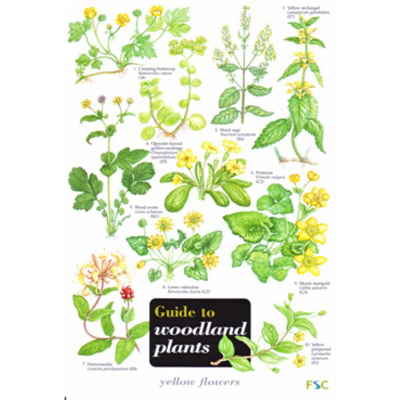 FSC Field Guide to Woodland Plants