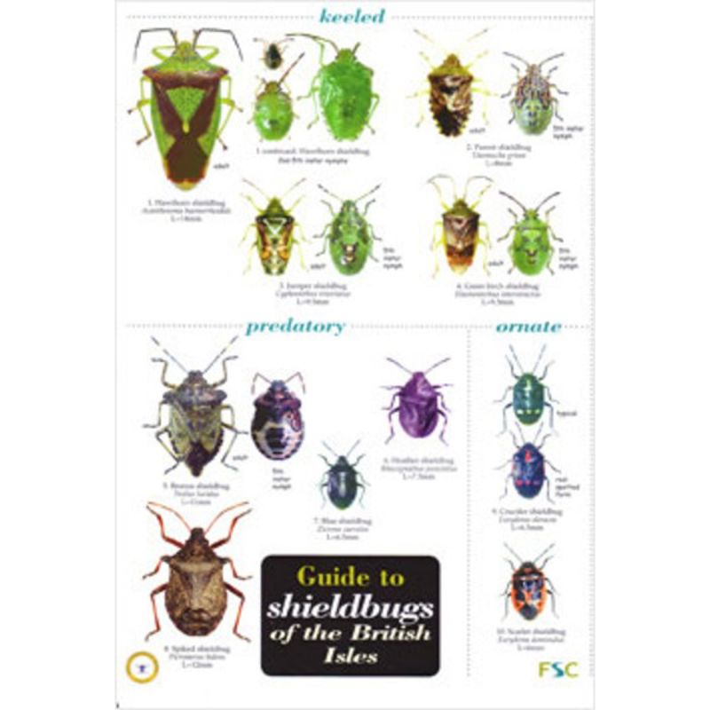 FSC Chart - Shieldbugs of the British Isles