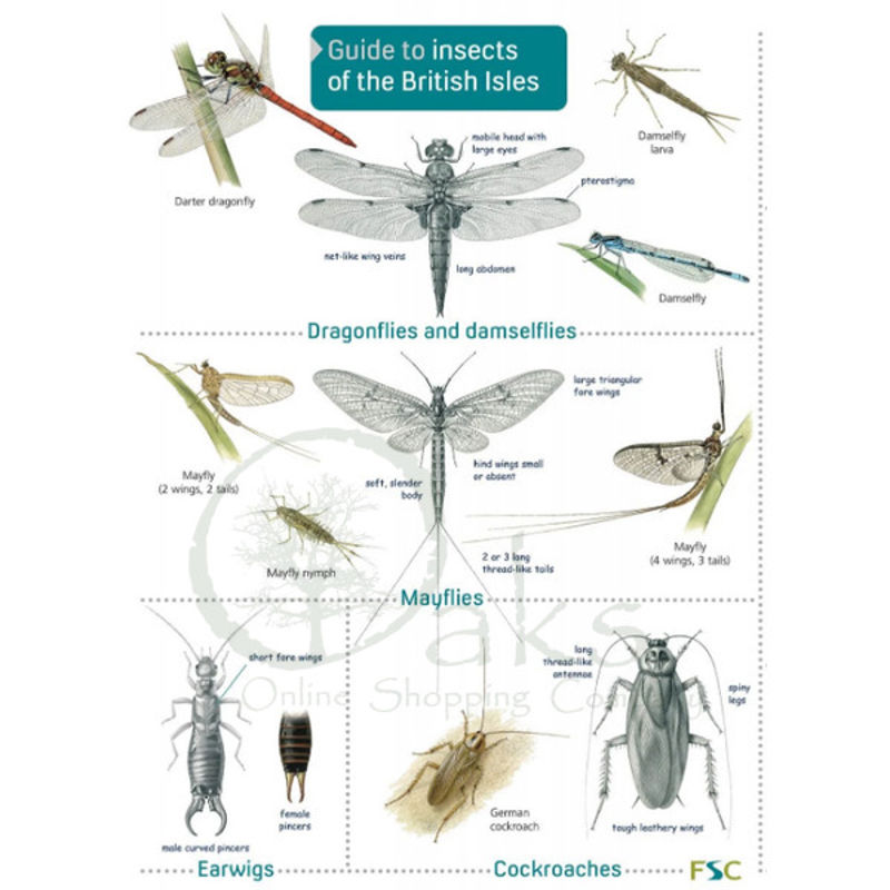 FSC Guide to Insects of the British Isles