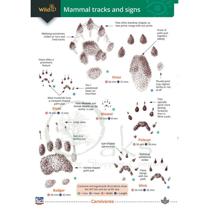 FSC guide to British mammal tracks and signs